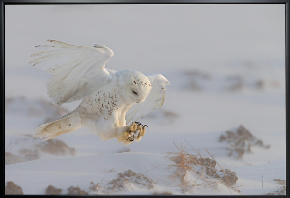Cheng Chang Wall Art Landing-Canvas Print-DECOROLALA