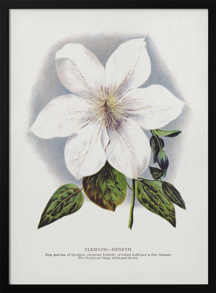 Clematis Flower Lithograph-canvas-DECOROLALA