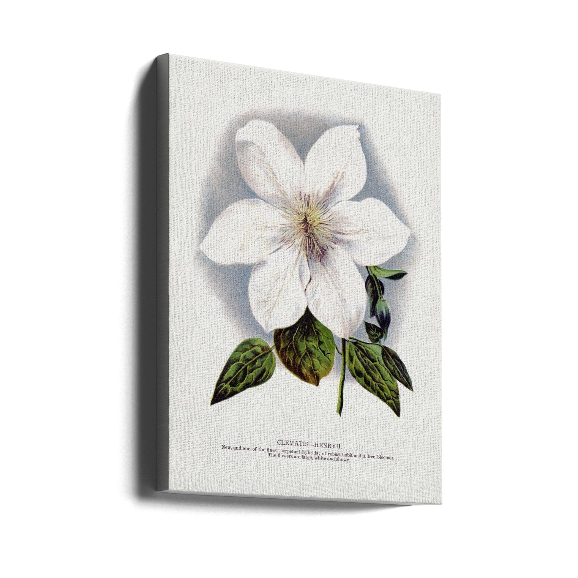 Clematis Flower Lithograph-canvas-DECOROLALA