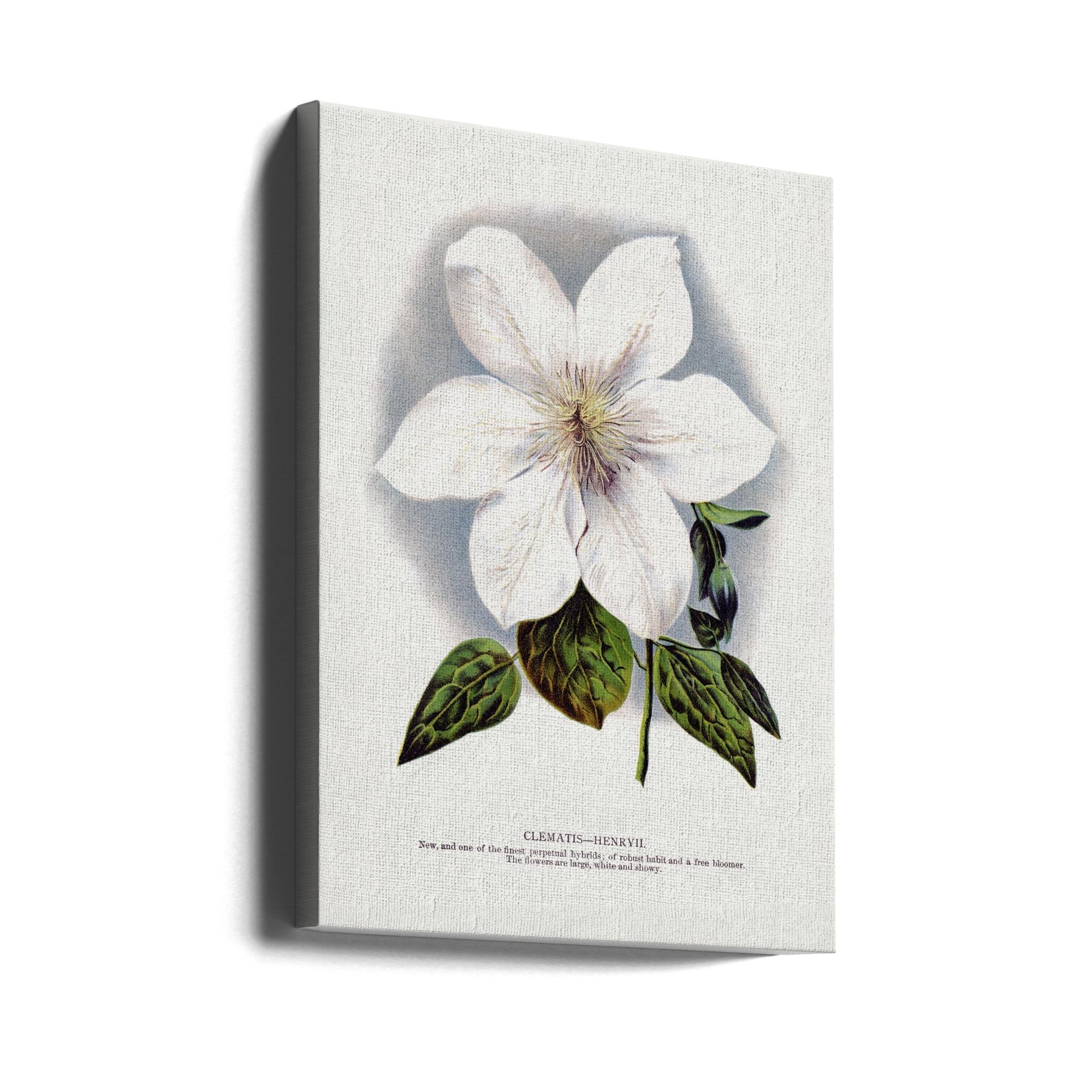 Clematis Flower Lithograph-canvas-DECOROLALA