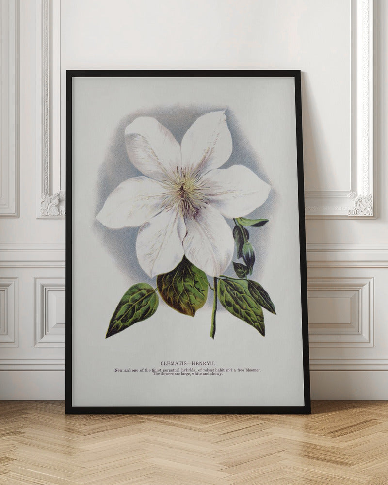 Clematis Flower Lithograph-canvas-DECOROLALA