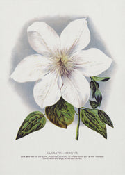 Clematis Flower Lithograph-canvas-DECOROLALA