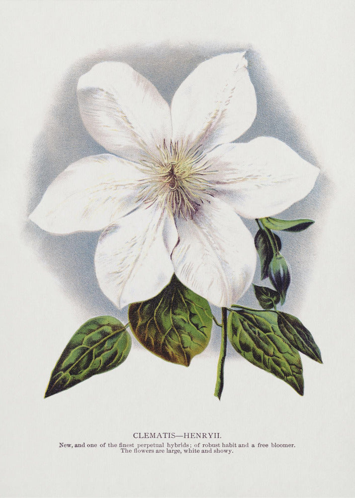 Clematis Flower Lithograph-canvas-DECOROLALA