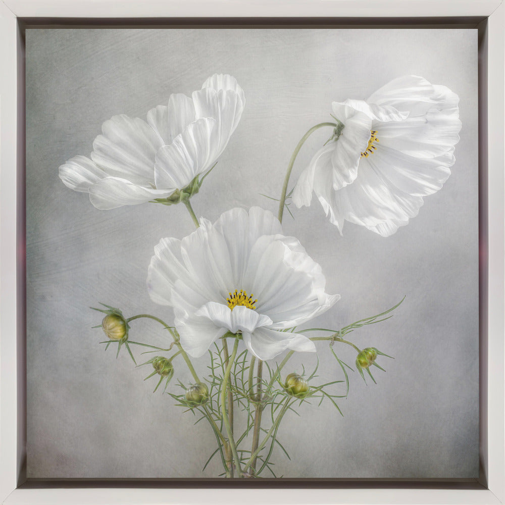 Cosmos Charm Irises-canvas-DECOROLALA