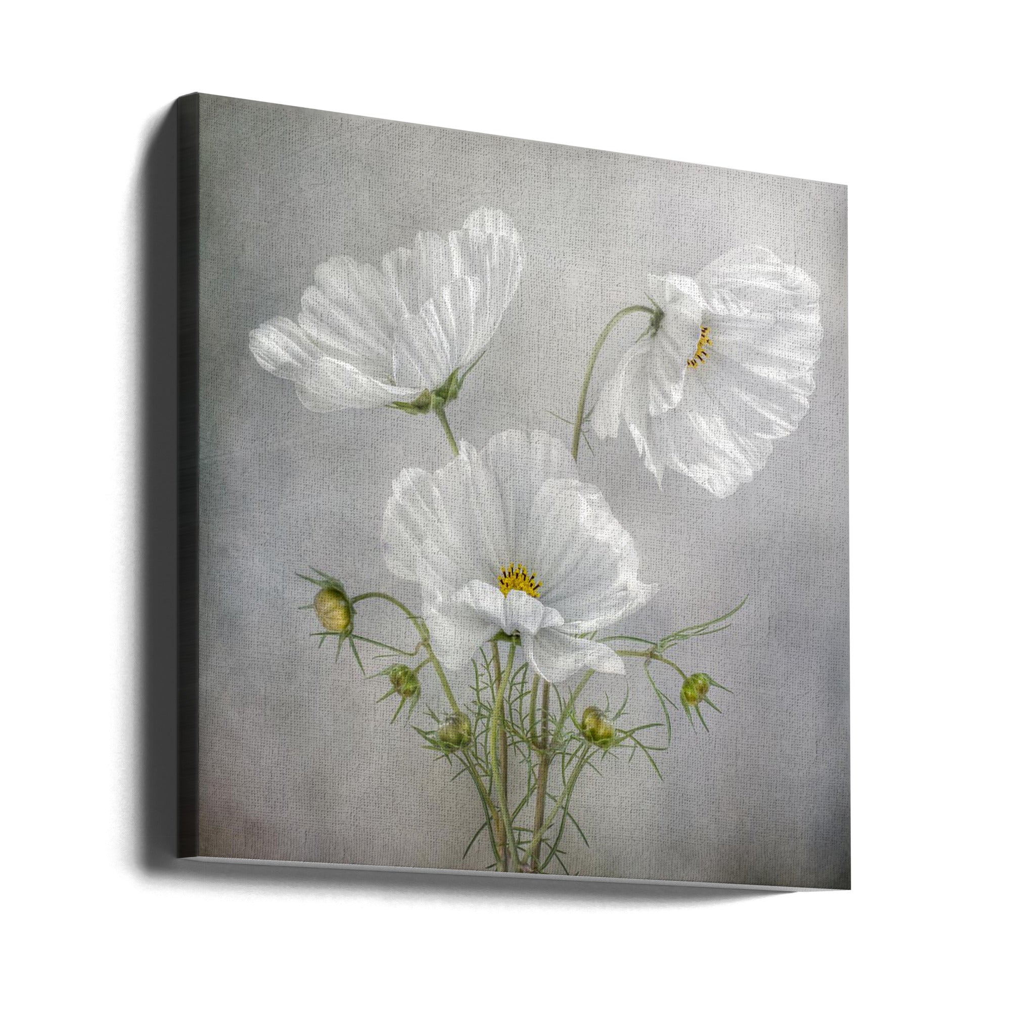 Cosmos Charm Irises-canvas-DECOROLALA