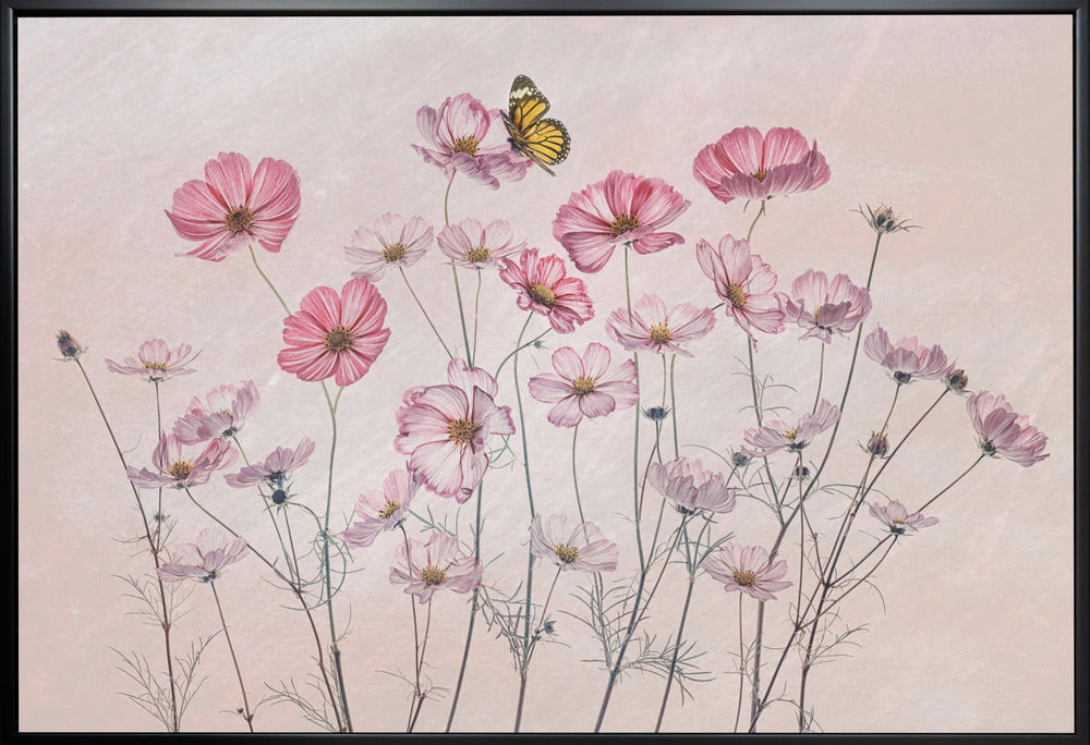 Cosmos and Butterfly by Lydia Jacobs-Canvas Print-DECOROLALA