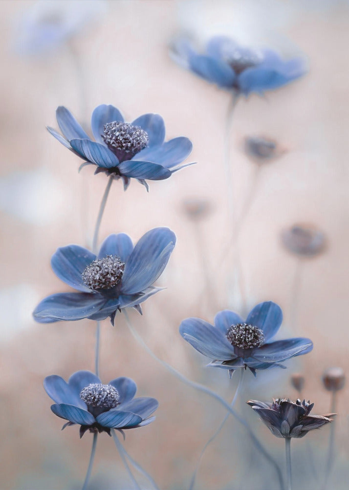 Cosmos blue-canvas-DECOROLALA