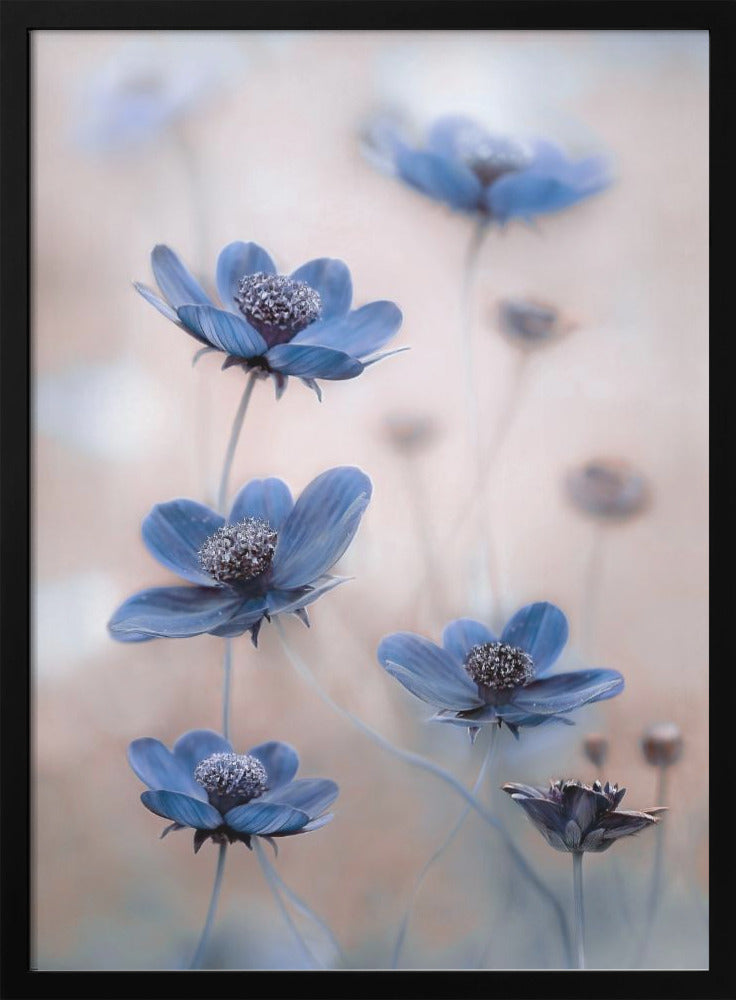 Cosmos blue-canvas-DECOROLALA