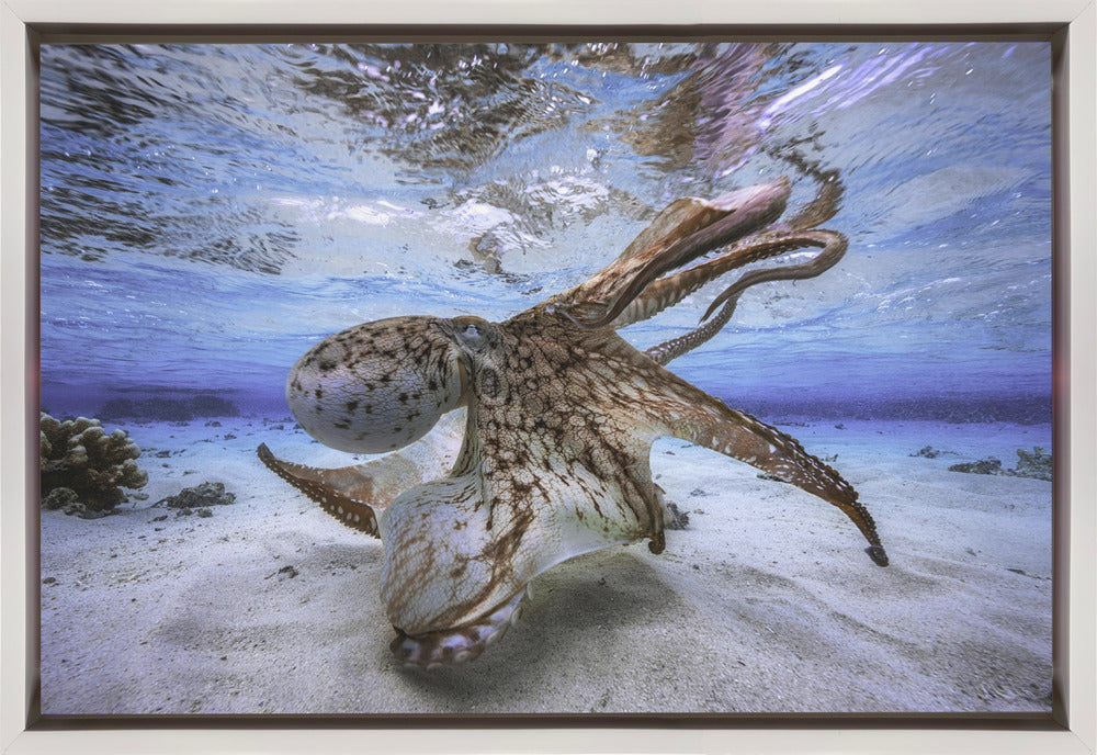 Dancing Octopus-Canvas Print-DECOROLALA