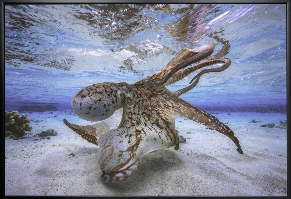 Dancing Octopus Wall Art by Barathieu Gabriel-Canvas Print-DECOROLALA