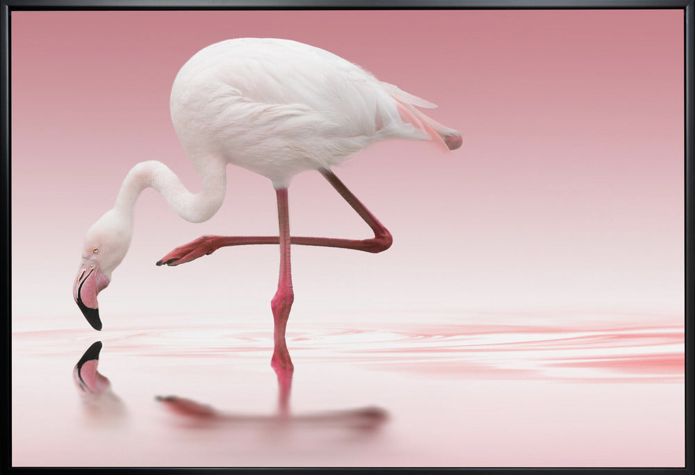 Doris Reindl Flamingo Canvas Wall Art-Canvas Print-DECOROLALA