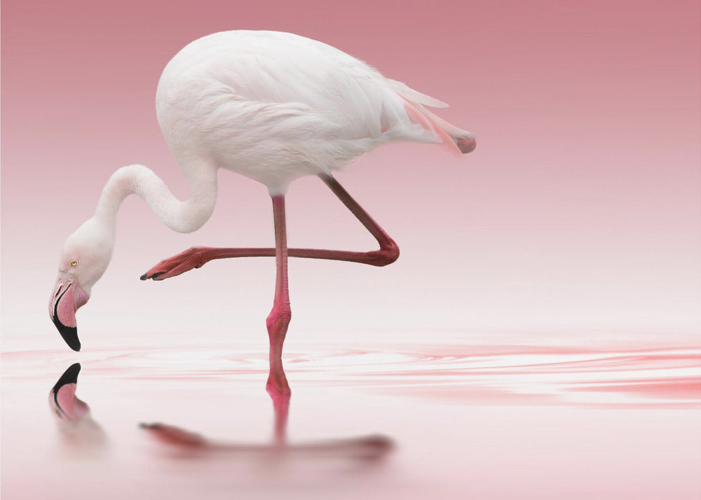 Doris Reindl Flamingo Canvas Wall Art-Canvas Print-DECOROLALA