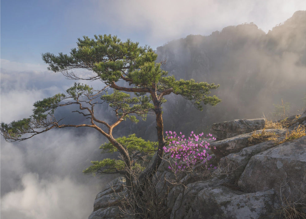 Dream dancer-Canvas Print-DECOROLALA