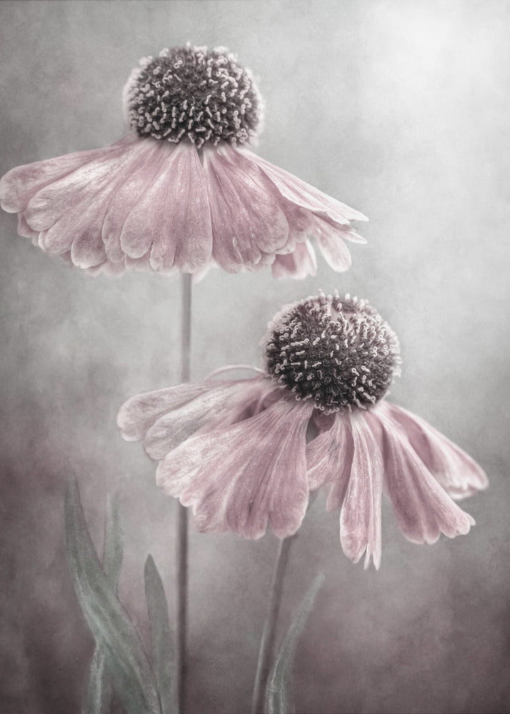 Duet by Mandy Disher Wall Art-canvas-DECOROLALA