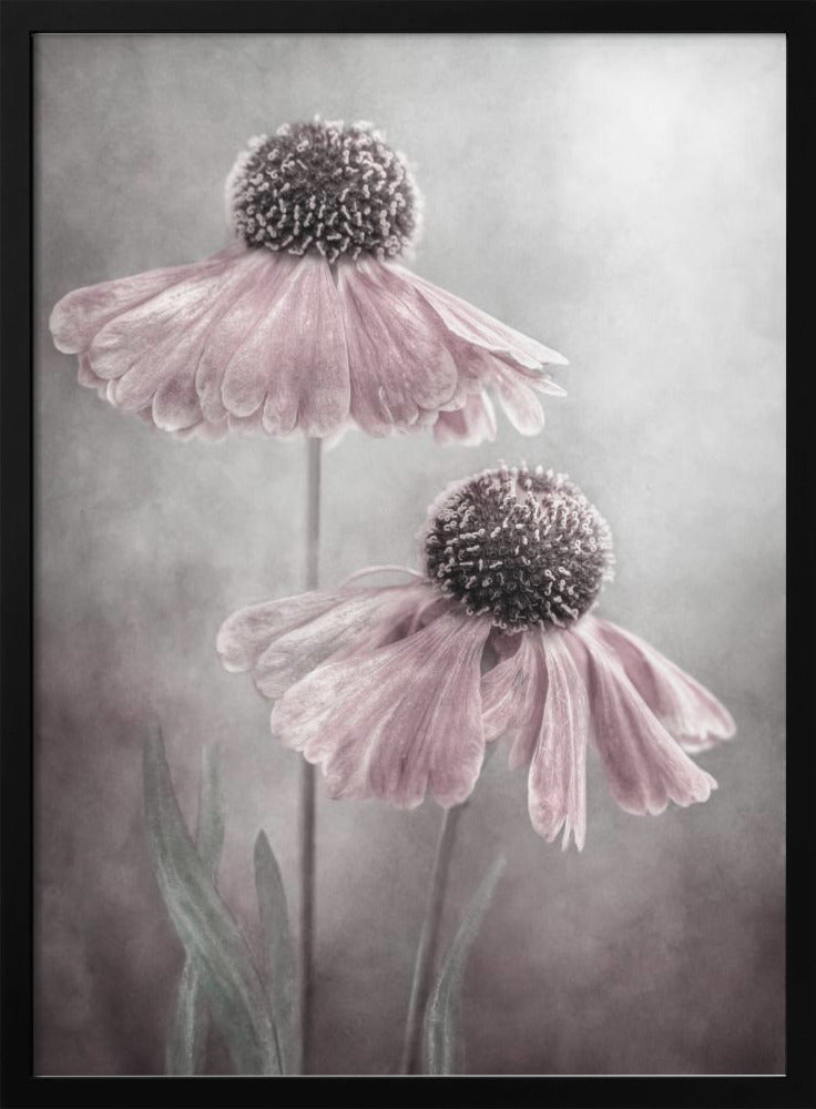 Duet by Mandy Disher Wall Art-canvas-DECOROLALA