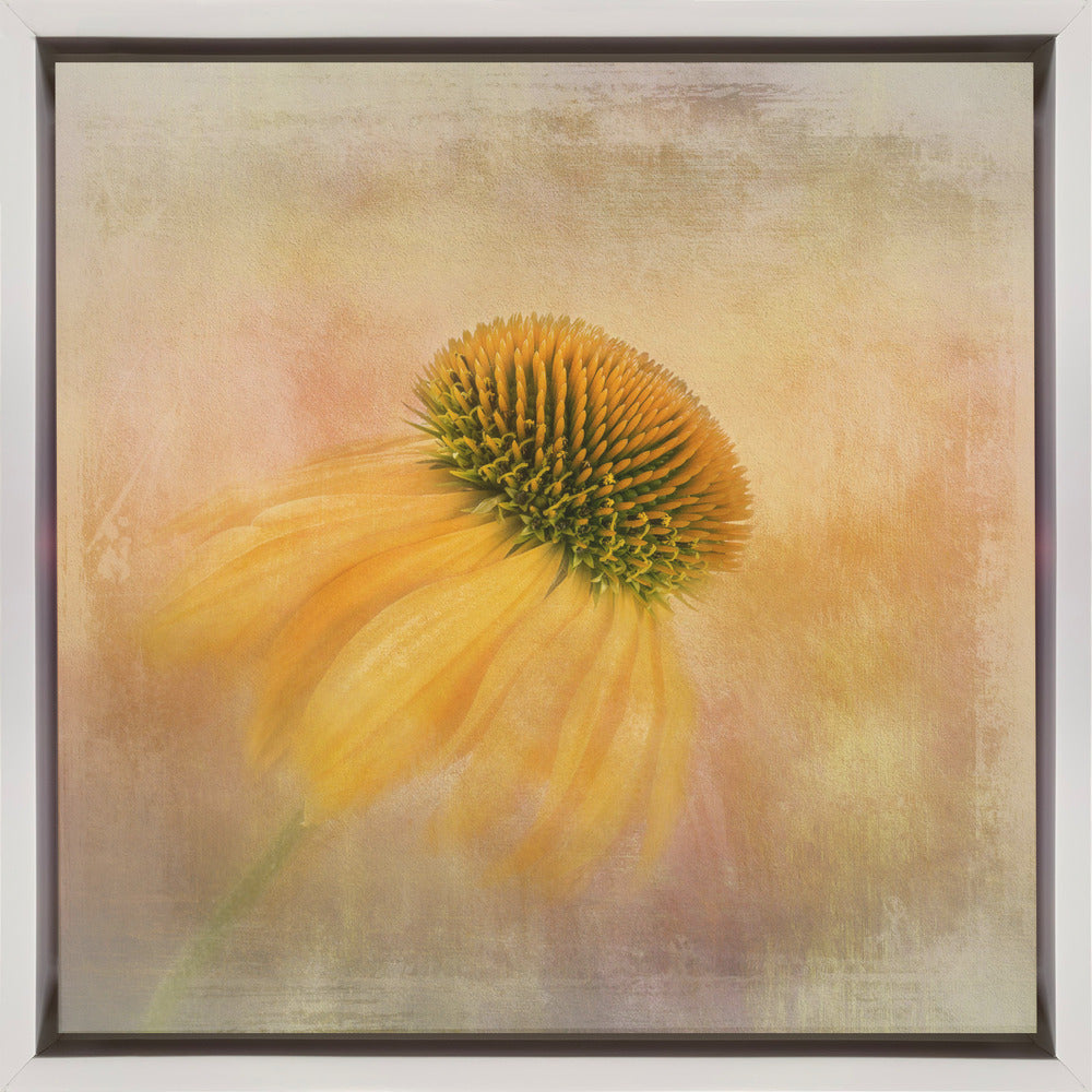 Echinacea in Yellow by Gaille Gray-canvas-DECOROLALA