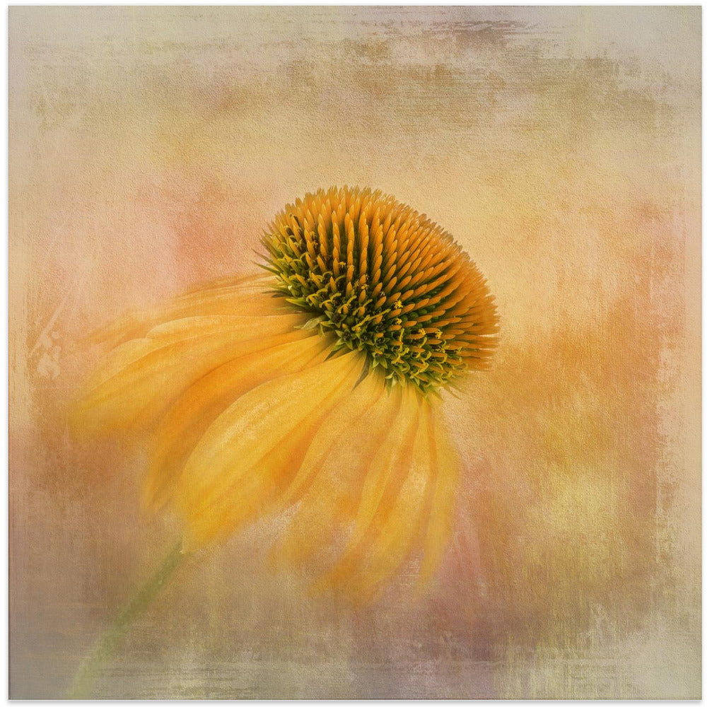 Echinacea in Yellow-canvas-DECOROLALA