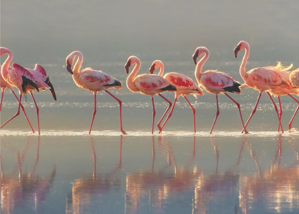 Flamingo Wall Art by Phillip Chang-Canvas Print-DECOROLALA