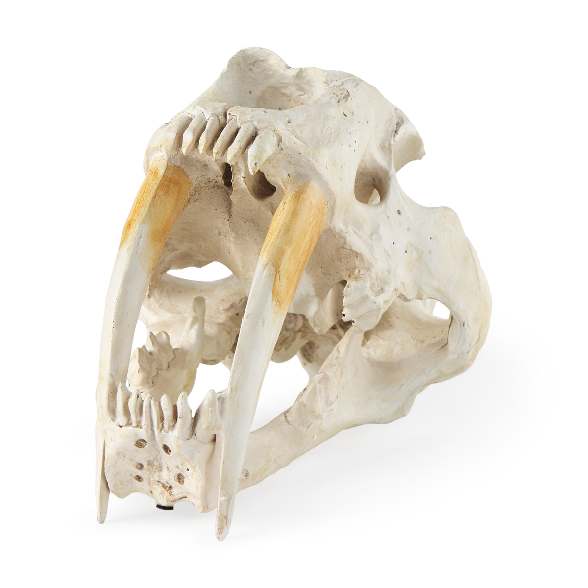 Fozzil Resin Sabretooth Skull Replica - 9" x 9"-Objects-DECOROLALA