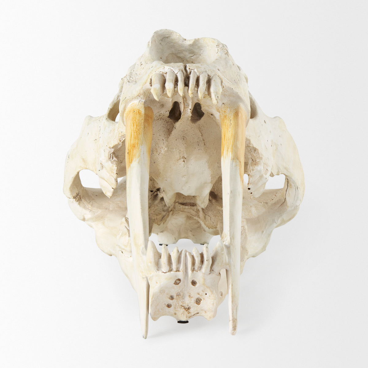 Fozzil Resin Sabretooth Skull Replica - 9" x 9"-Objects-DECOROLALA