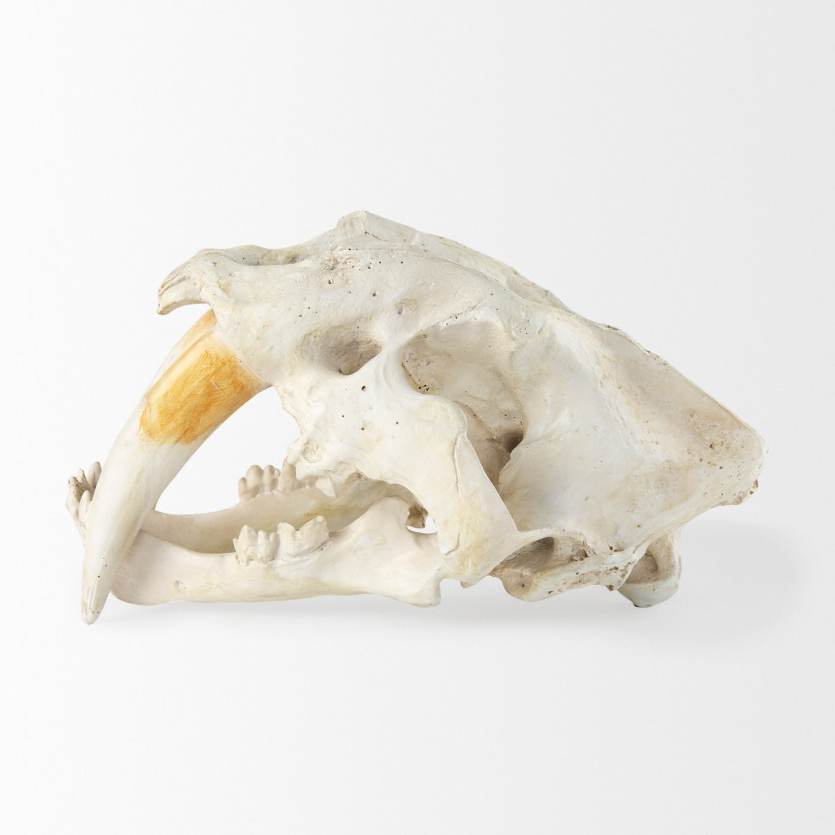 Fozzil Resin Sabretooth Skull Replica - 9" x 9"-Objects-DECOROLALA