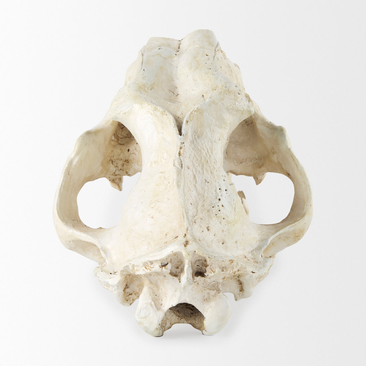 Fozzil Resin Sabretooth Skull Replica - 9" x 9"-Objects-DECOROLALA