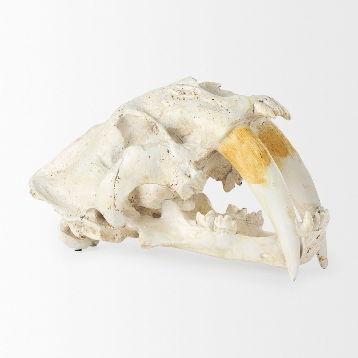 Fozzil Resin Sabretooth Skull Replica - 9" x 9"-Objects-DECOROLALA