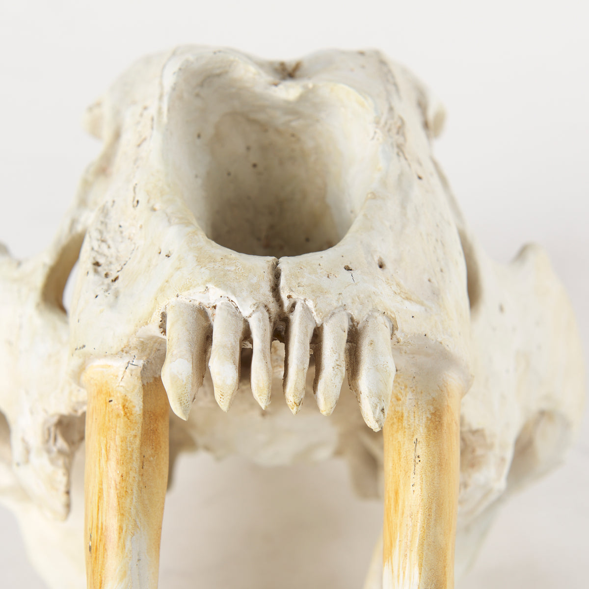 Fozzil Resin Sabretooth Skull Replica - 9" x 9"-Objects-DECOROLALA