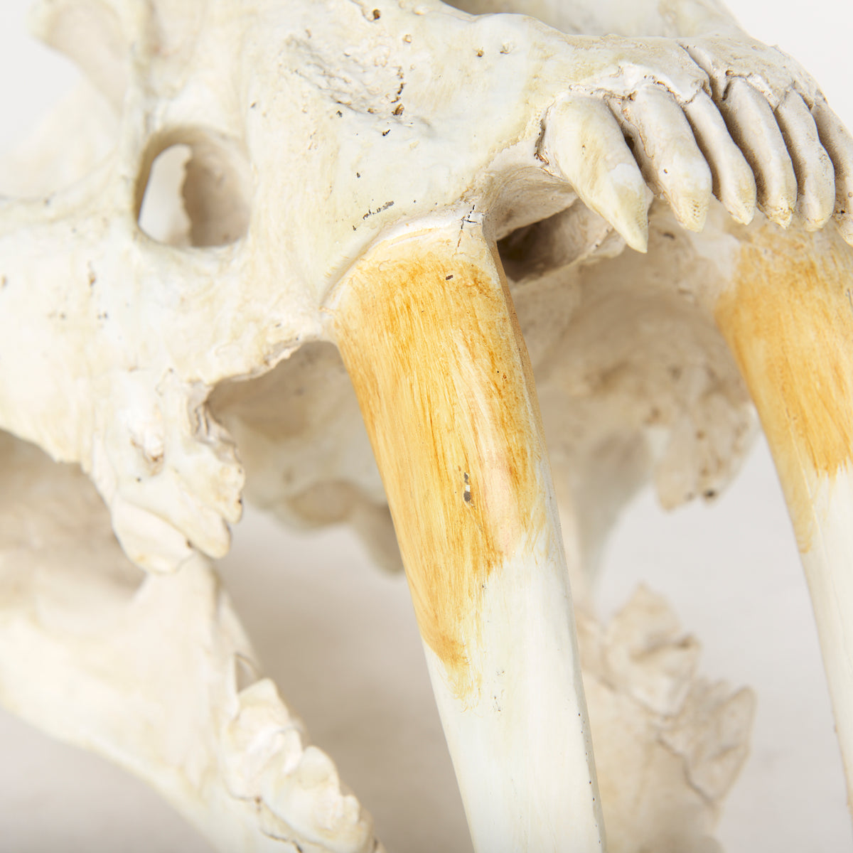 Fozzil Resin Sabretooth Skull Replica - 9" x 9"-Objects-DECOROLALA