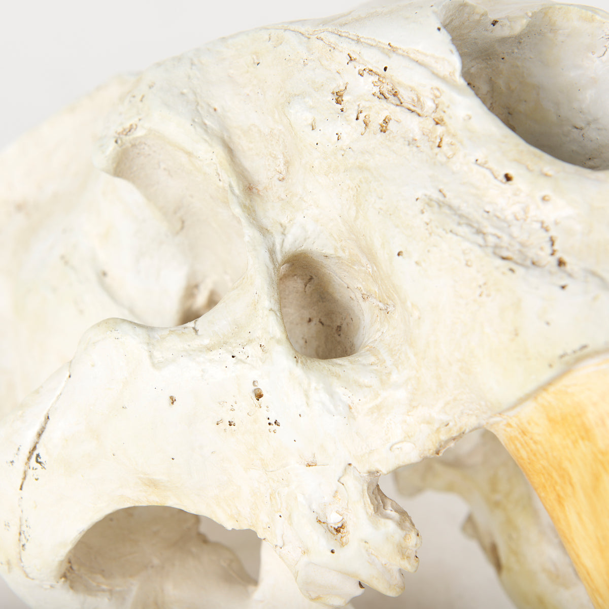 Fozzil Resin Sabretooth Skull Replica - 9" x 9"-Objects-DECOROLALA