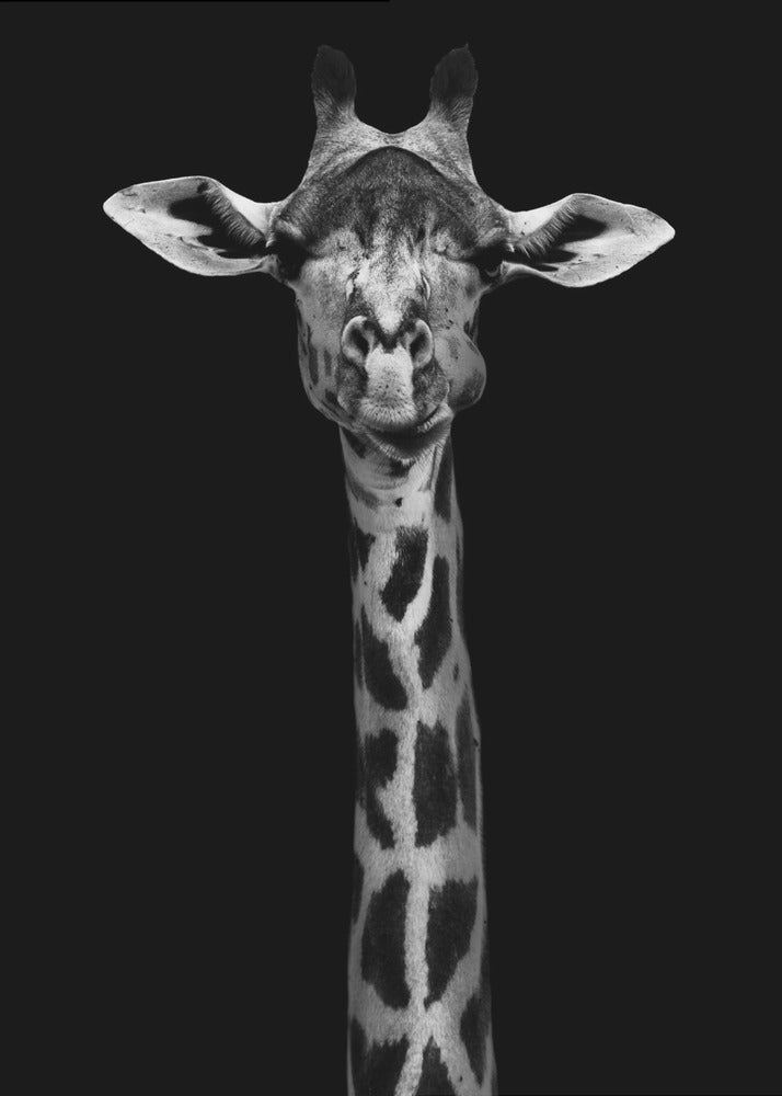 Giraffe Portrait Wall Art by WildPhotoArt-canvas-DECOROLALA