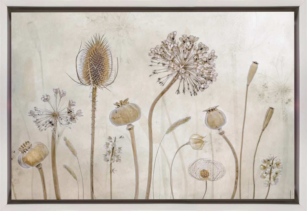 Growing Old by Mandy Disher-canvas-DECOROLALA