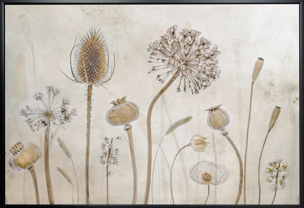 Growing Old by Mandy Disher-canvas-DECOROLALA