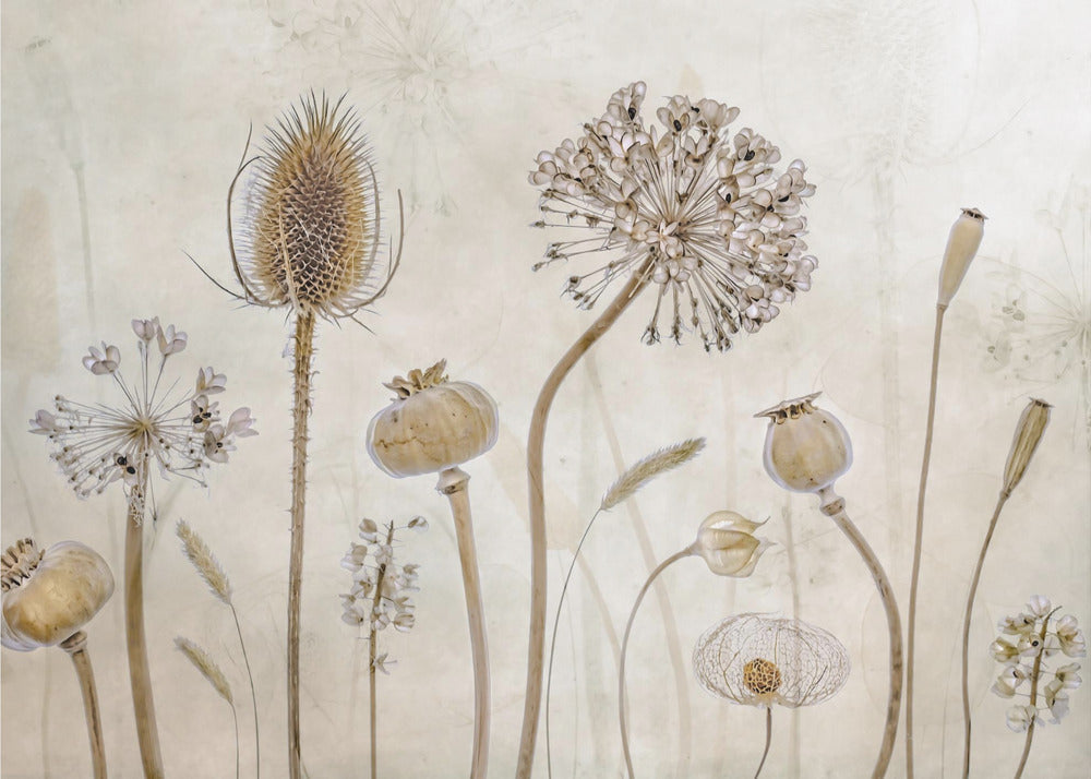 Growing Old by Mandy Disher-canvas-DECOROLALA