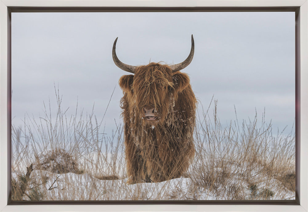 Highlander in Snow by Jaap van den Helm-Canvas Print-DECOROLALA