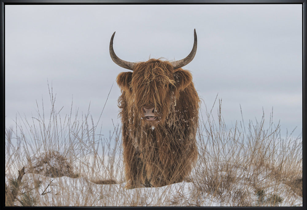 Highlander in Snow by Jaap van den Helm-Canvas Print-DECOROLALA