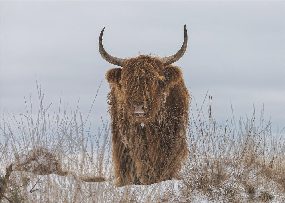 Highlander in Snow by Jaap van den Helm-Canvas Print-DECOROLALA