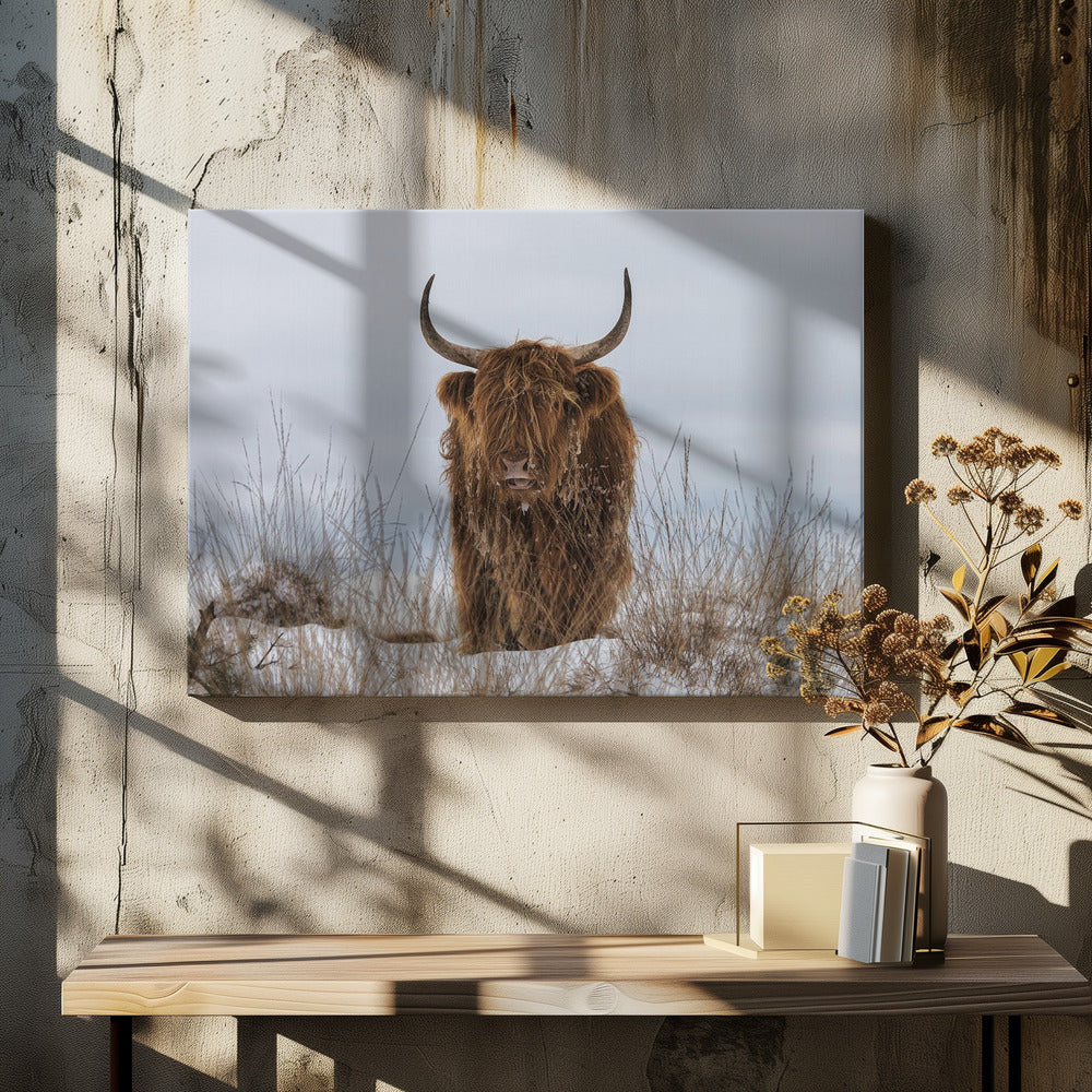 Highlander in Snow by Jaap van den Helm-Canvas Print-DECOROLALA