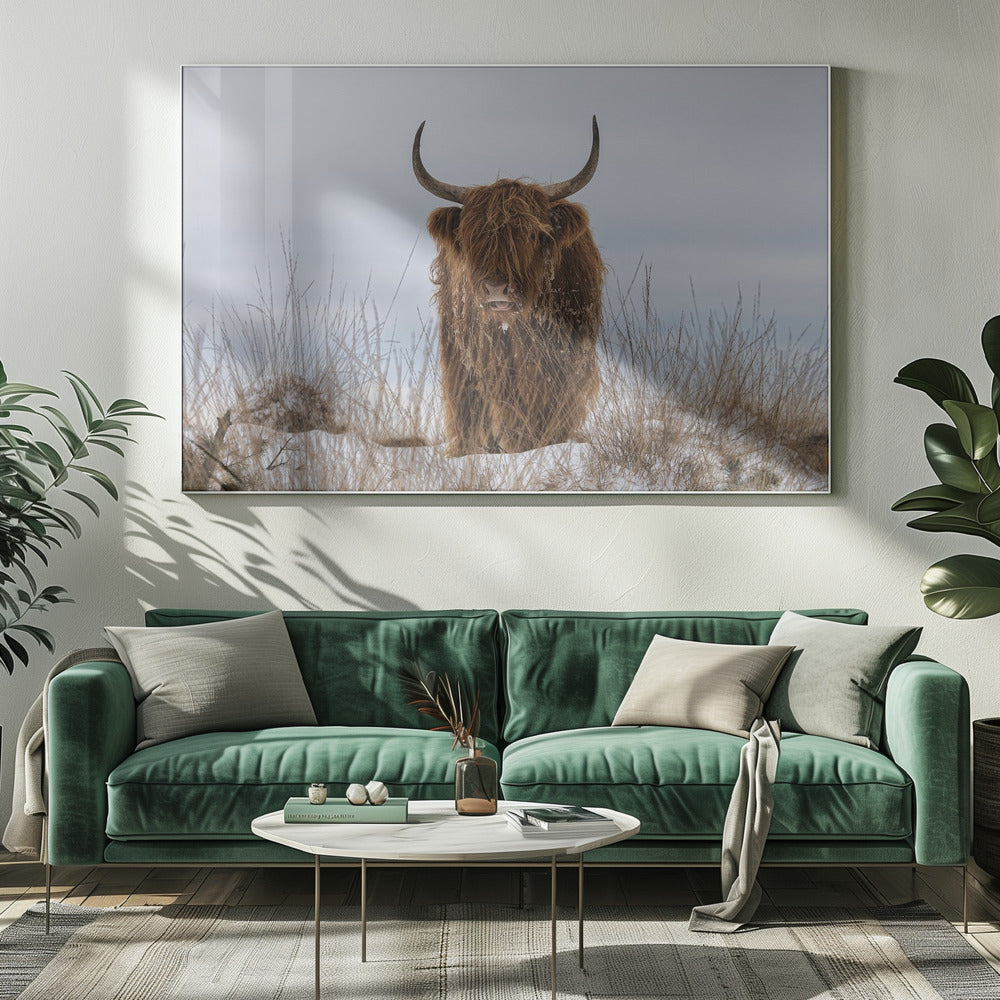 Highlander in Snow by Jaap van den Helm-Canvas Print-DECOROLALA
