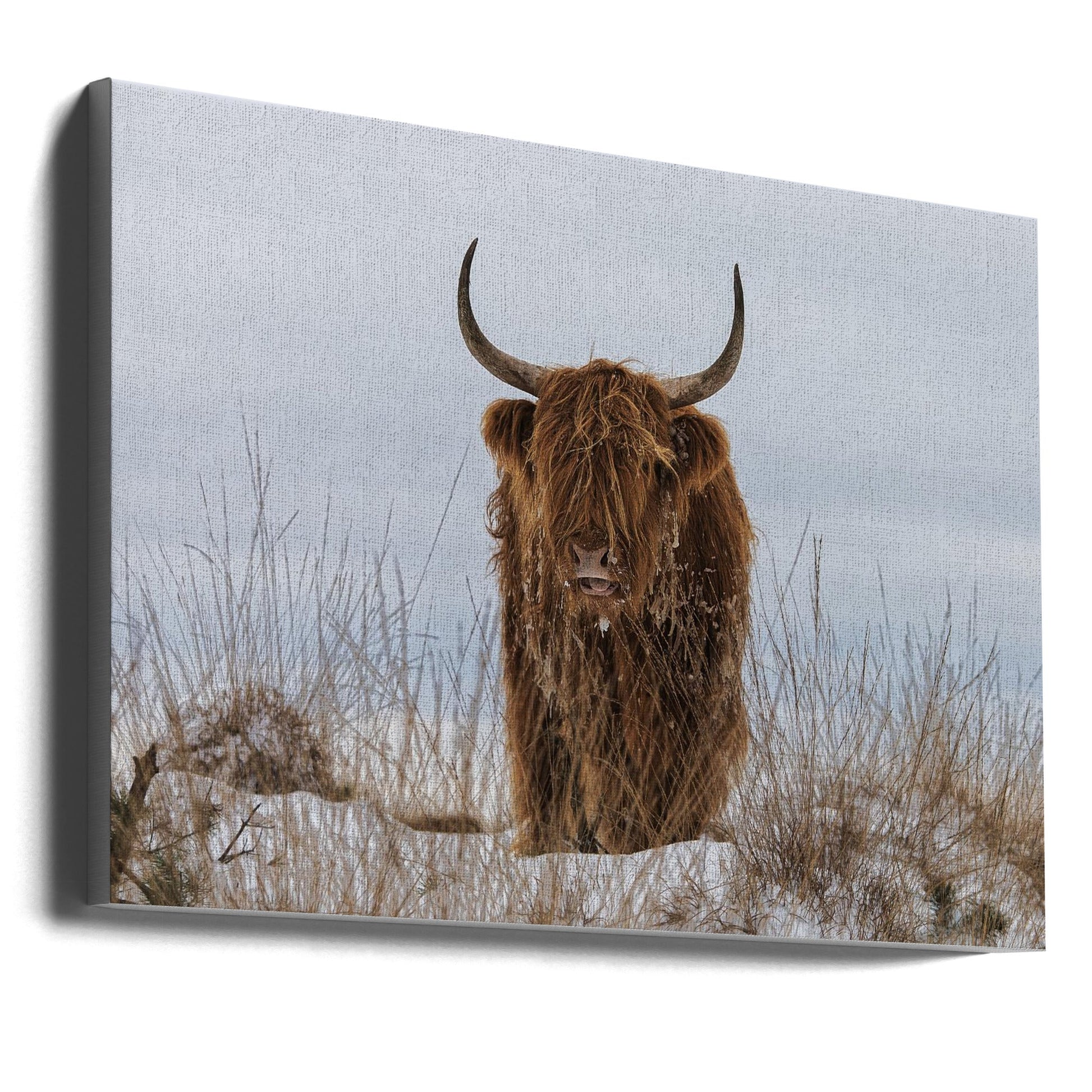 Highlander in Snow by Jaap van den Helm-Canvas Print-DECOROLALA
