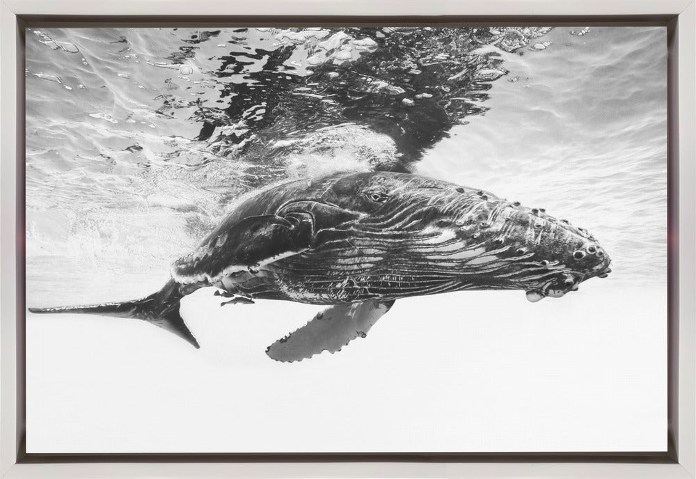 Humpback Whale Calf Wall Art by Barathieu Gabriel-canvas-DECOROLALA