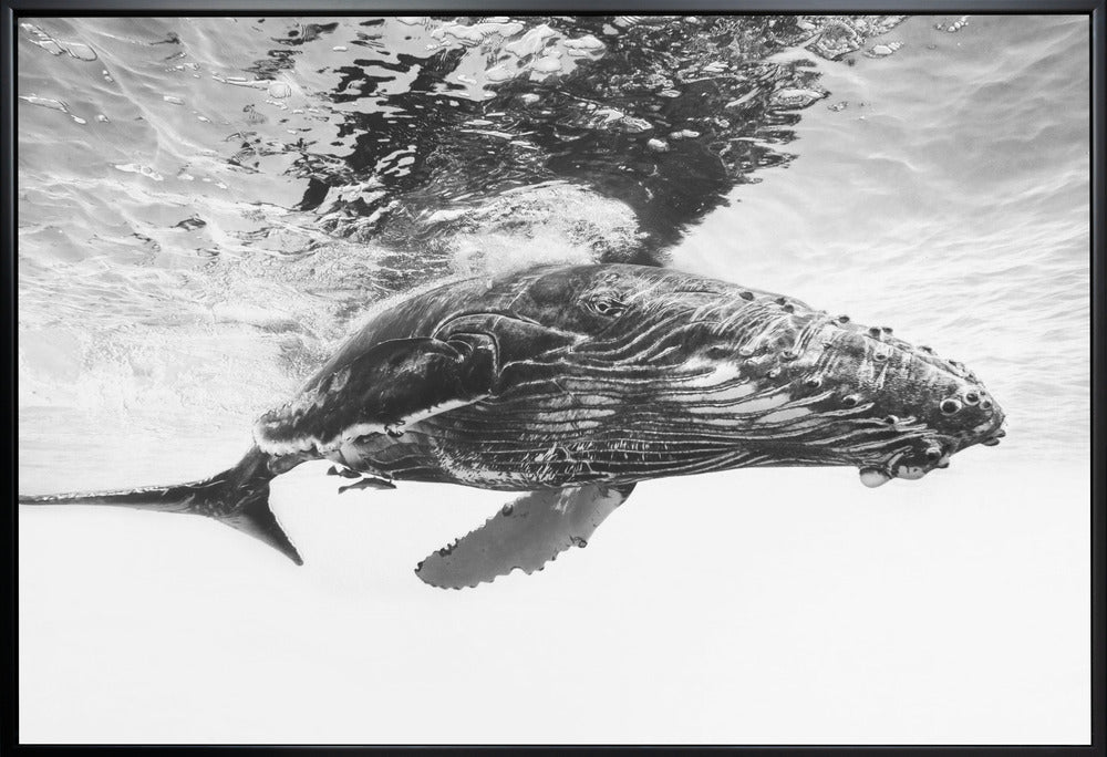 Humpback Whale Calf Wall Art by Barathieu Gabriel-canvas-DECOROLALA