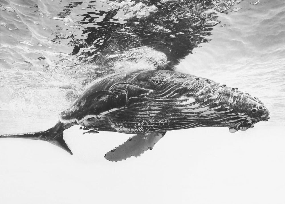 Humpback Whale Calf Wall Art by Barathieu Gabriel-canvas-DECOROLALA