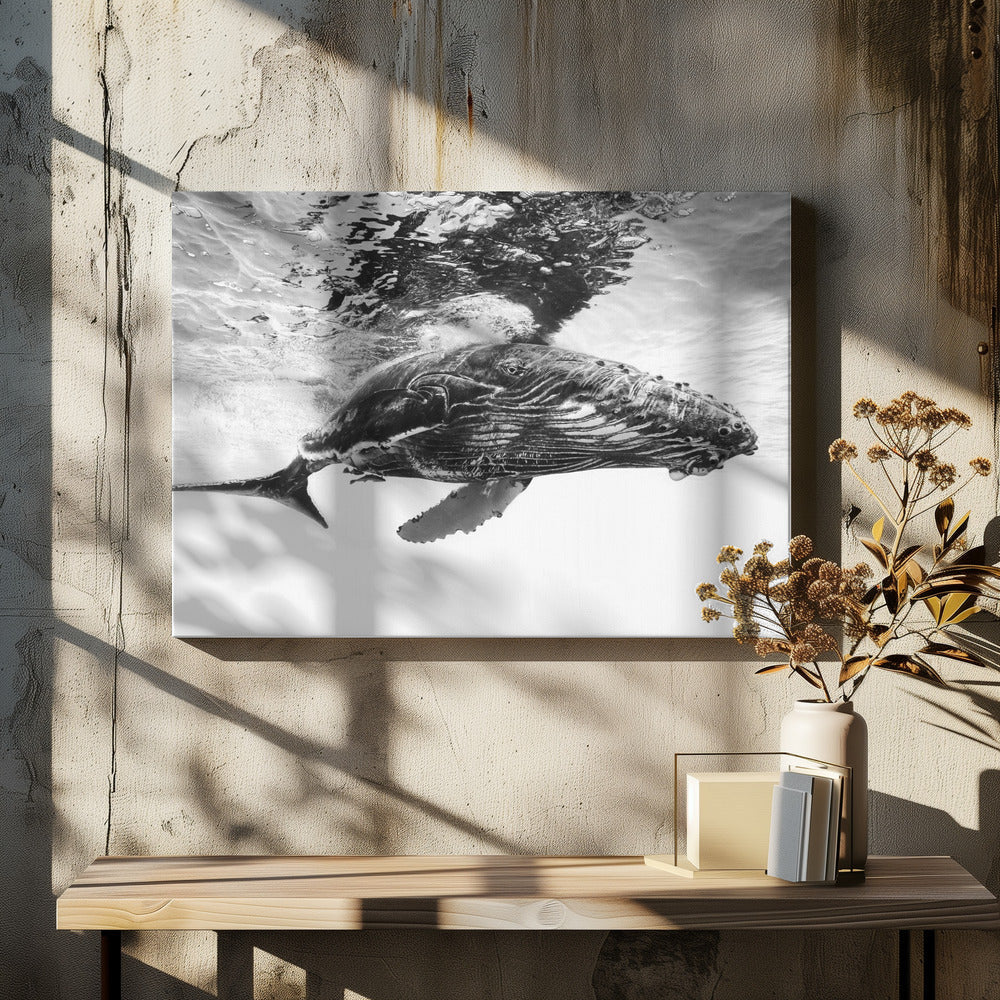 Humpback Whale Calf Wall Art by Barathieu Gabriel-canvas-DECOROLALA