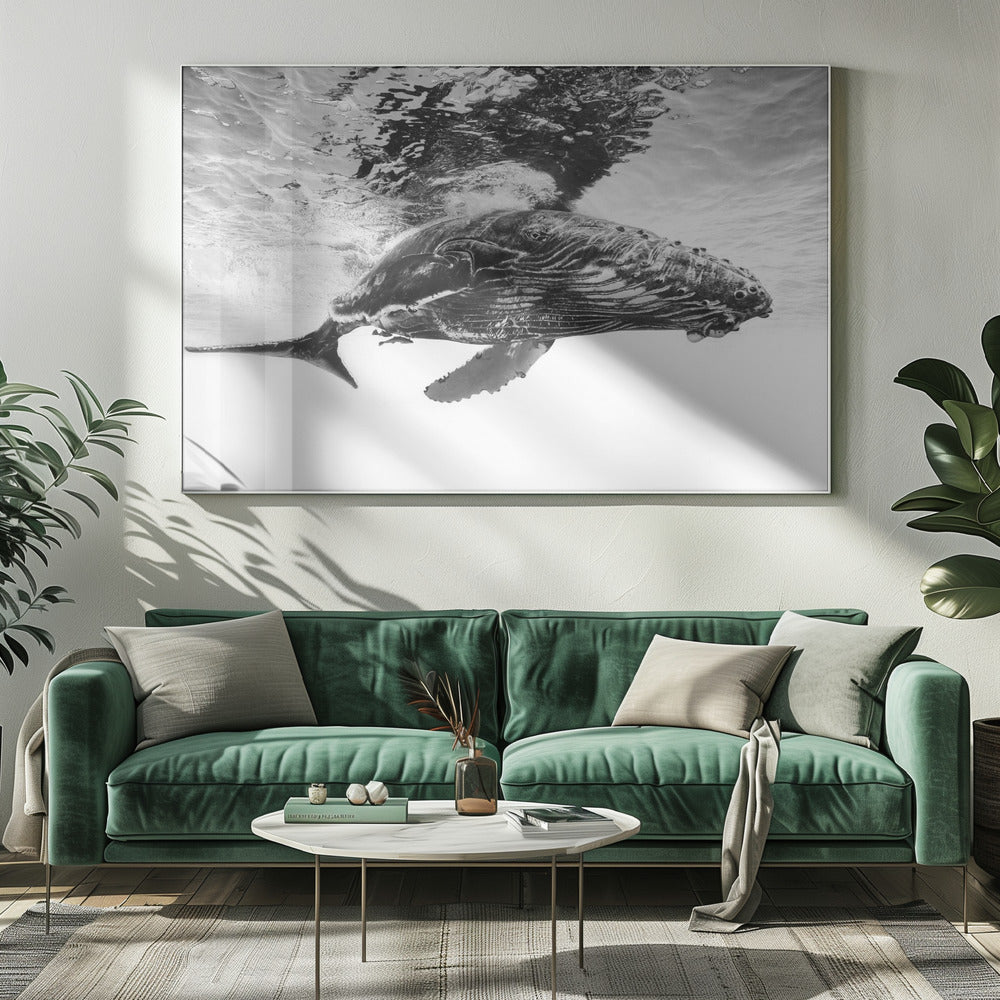 Humpback Whale Calf Wall Art by Barathieu Gabriel-canvas-DECOROLALA