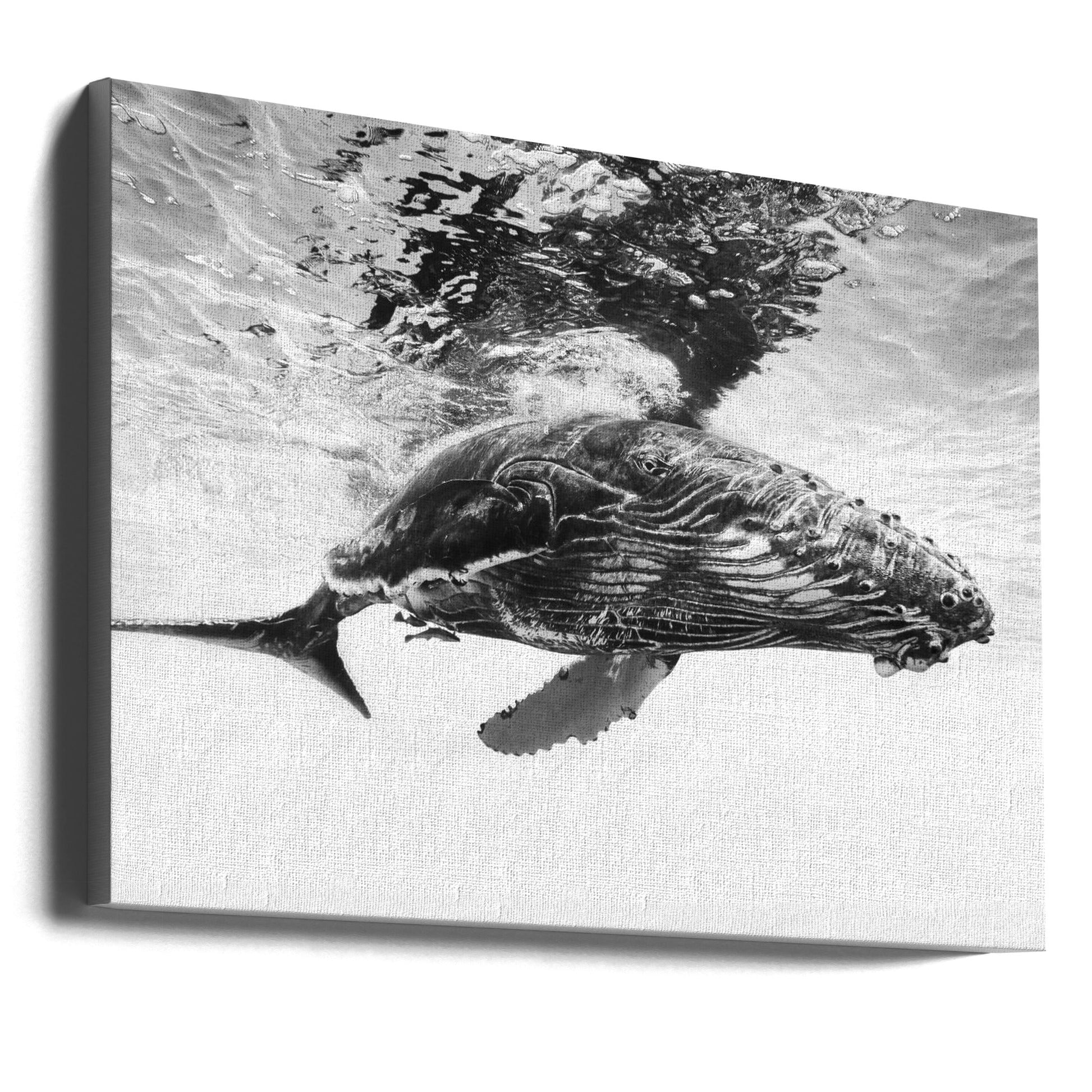 Humpback Whale Calf Wall Art by Barathieu Gabriel-canvas-DECOROLALA