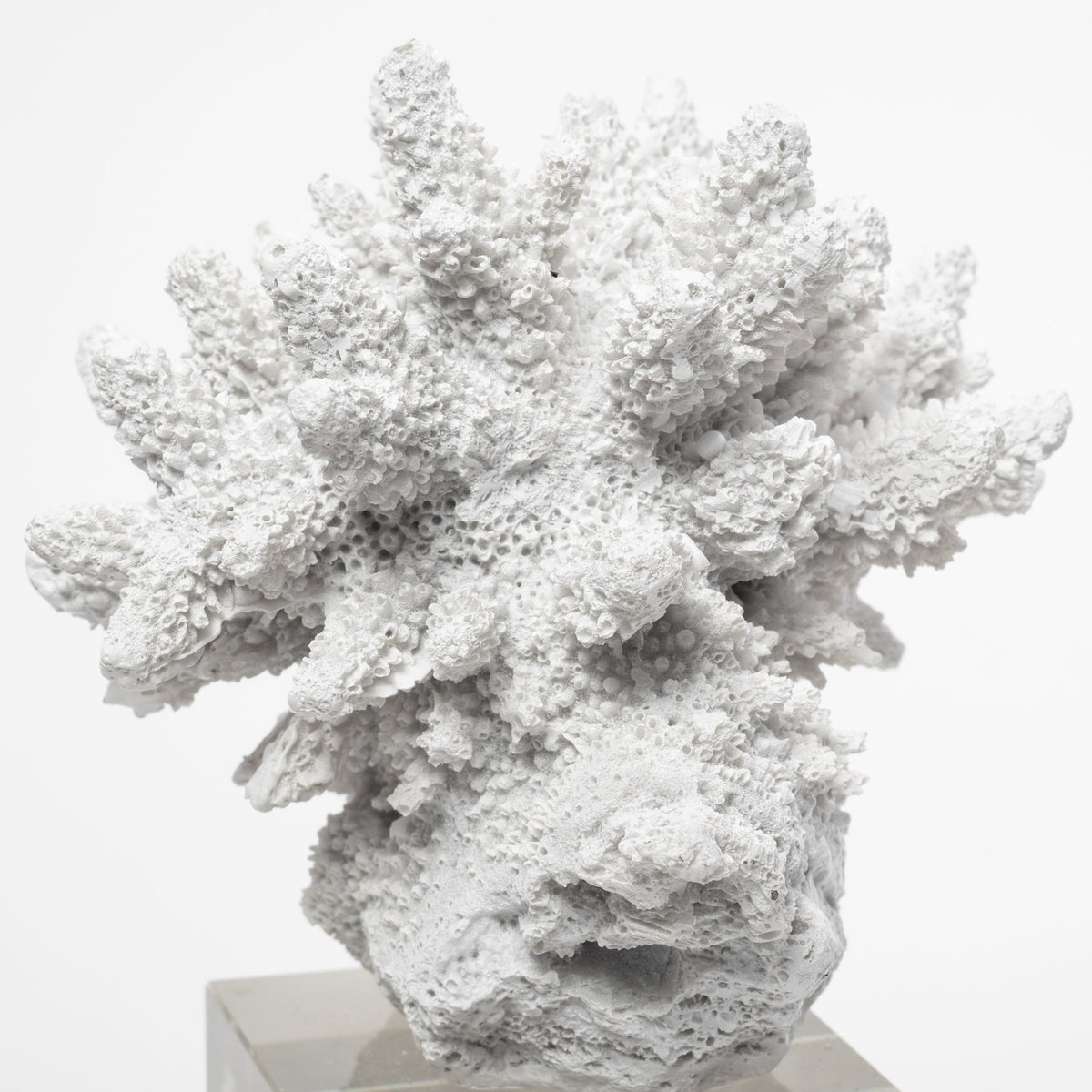 Isla Large White Resin Coral Decor on Glass Base - 5"x5"-Objects-DECOROLALA