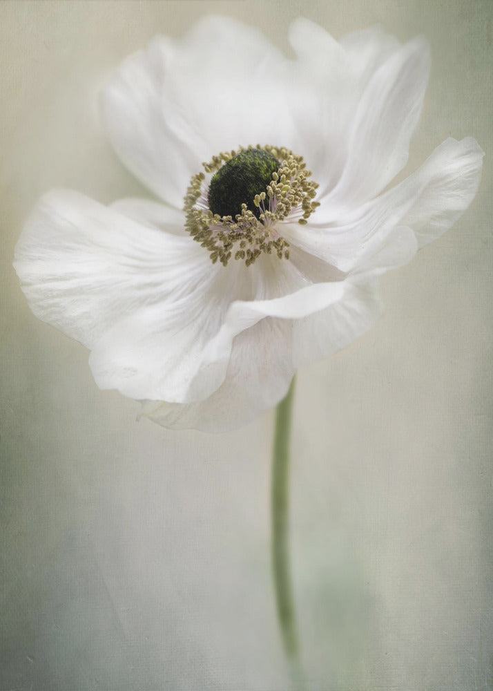 Jacky Parker Single White Wall Art-canvas-DECOROLALA
