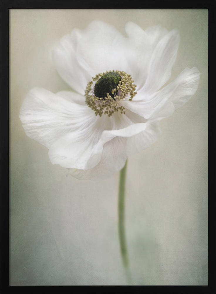 Jacky Parker Single White Wall Art-canvas-DECOROLALA