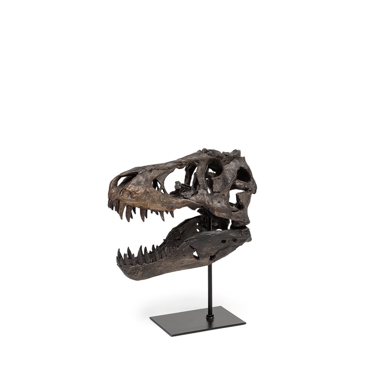 Jurassic 6L x 10W Brown Resin Tyrannosaurus Skull Replica-Objects-DECOROLALA
